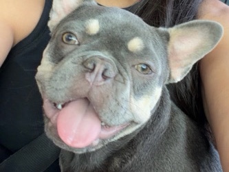 French Bulldog – Female French Bulldog – San Antonio
