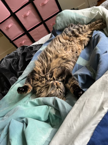 American Wirehair – Chubby Pretty house cat.