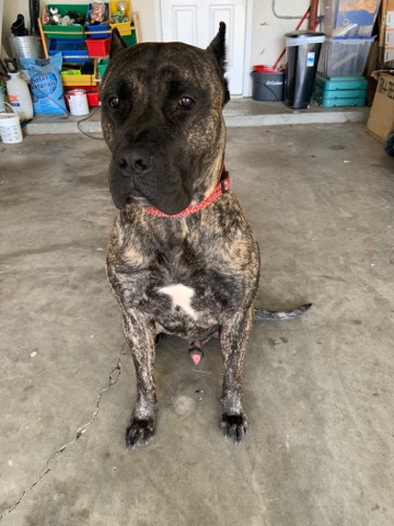 Perro de Presa Canario – Loving Dog Looking for new home