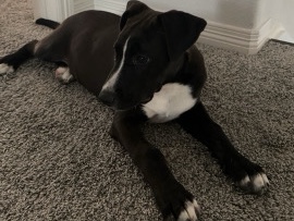 Labrador Retriever – Sweet and loyal lab and border collie mix – Lone Tree