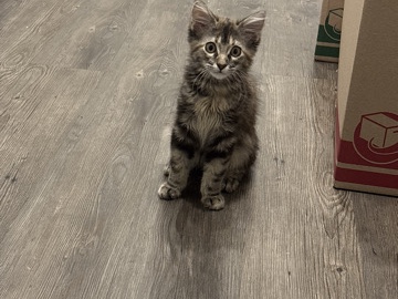 American Shorthair – Free Cat leaving for military soon – Houston
