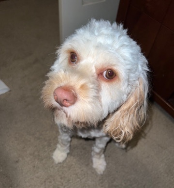 selling cockapoo 