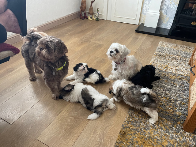 Shih Tzu – 3male 1female. puppies 7 weeks old