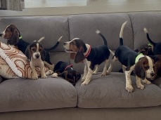 beagles 