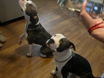 American Pit Bull Terrier – Gio