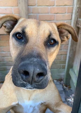 German Shepherd – Rehoming Dog