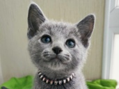purebred Russian blue kitten 