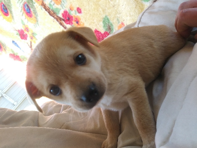 Dachshund – Bulldach