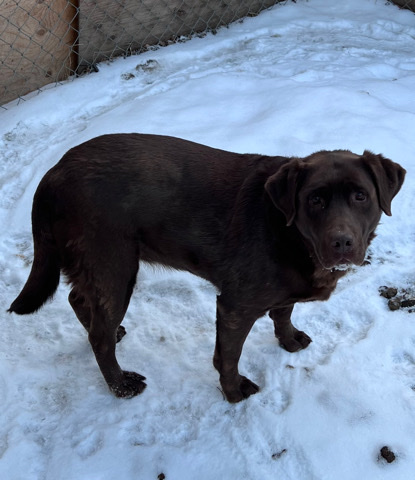 Labrador Retriever – 5 year old Chocolate Labrador