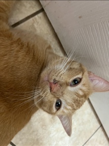 cat for sale