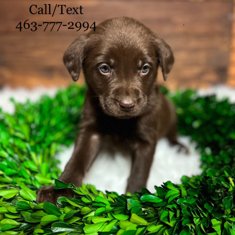 Labrador Retriever – Labrador Retriever Puppies