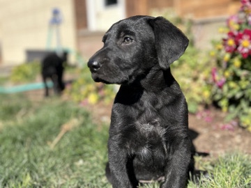 German Shepherd – Leo - Germans shepherd/ German Pointer mix