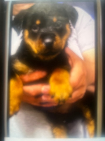 Rottweiler – last 2 female Rottweiler puppy’s