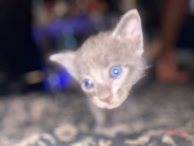 Siamese – Baby Siamese Kittens (LA)