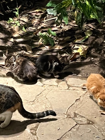 Kittens for sale $35 a Kitty