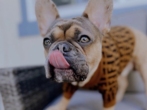 French Bulldog – French Bulldog (Chocolate Merle) – 4 Years Old – Healthy & Well-Trained – Looking for Loving Home – Philadelphia