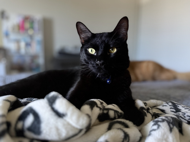๐ค Sweet & Loving Black Cat Looking for His Forever Home ๐พ โ Upland