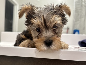Yorkshire Terrier – Female Yorkie