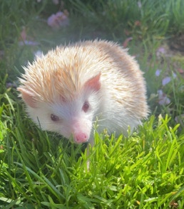 hedgehog – Winnie the hedgehog