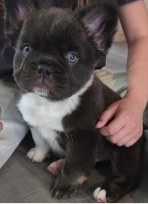 French Bulldog – Fluffy Teddy Bear with full AKC – Jacksonville