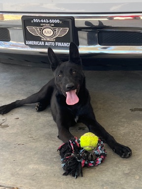Belgian Shepherd Dog (Malinois) – Belgian malinois pup