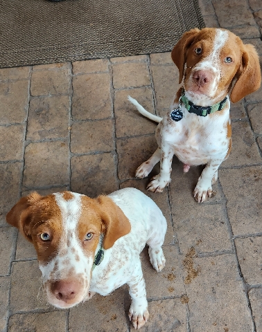 Brittany – 2 pups