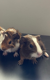 guinea pig – Mocha and Crumble