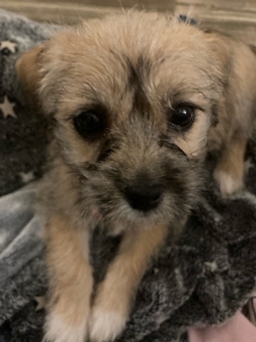 border terrier