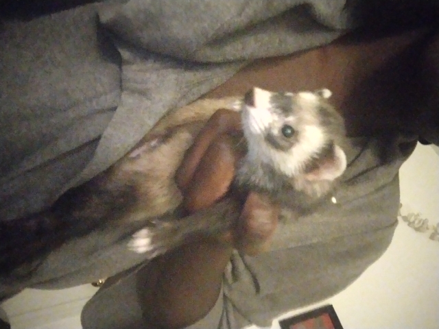 ferret – Ferret Female