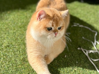 Brazilian Shorthair – British Shorthair ذكر – سنتين – Al Hayer