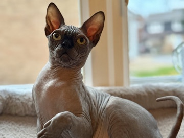 Sphynx – Beautiful Blue Boys – Chelmsford