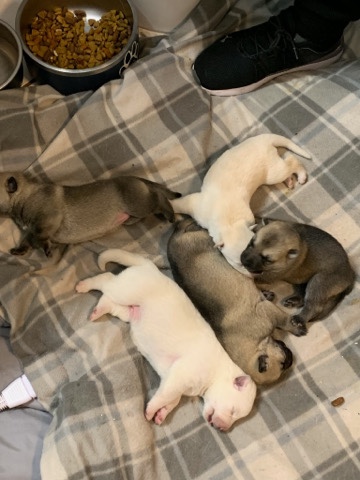 German Shepherd – Getting ready for new homes