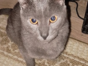 Chausie – gray kitty male – Sandy Springs