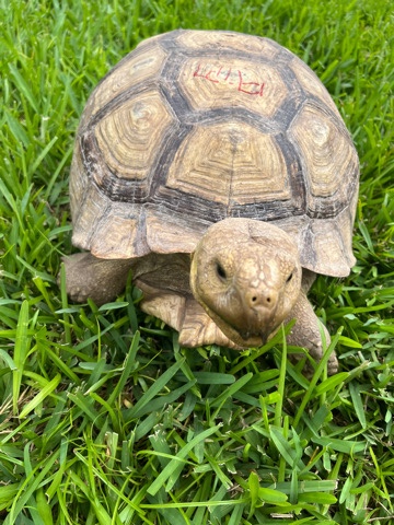 Any – Sulcata Tortise (Male)