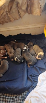 American Staffordshire Terrier – We have puppies for sale Baltimore City Md – Brooklyn Park