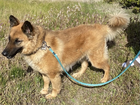Belgian Shepherd Dog (Malinois) – Rehome lovely Malanois – Carlsbad