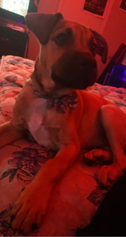 Bullmastiff – Rocky