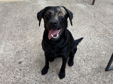 Labrador Retriever – Friendly Labrador Retriever Dog – 1 Year Old – Doncaster – Doncaster