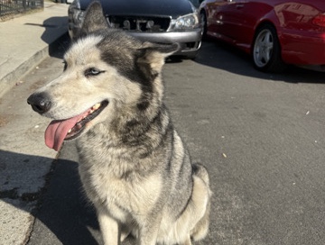 Siberian Husky – husky – Los Angeles
