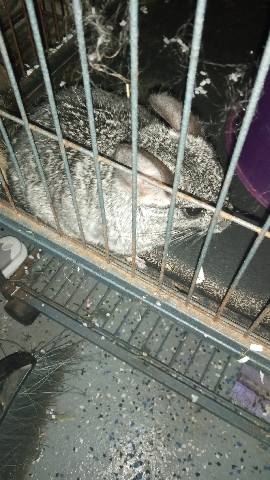 chinchilla – Chinchillas for sale