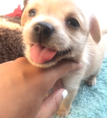 Maltese – Looking for a loving home