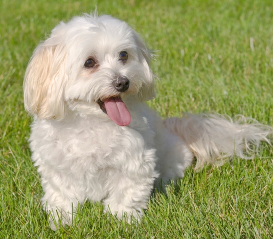 Maltese – Maltipoo Puppy
