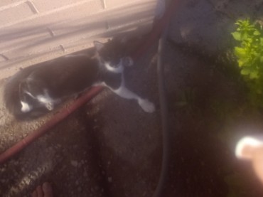 American Shorthair – forever homes