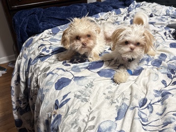 Maltipoo – two dogs shitzu Maltese 7 month old – Fayetteville