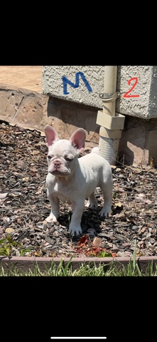 French Bulldog – French bulldog for sale