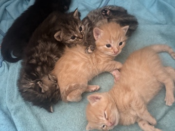 Bengal – gorgeous litter bengals/ ginger – Erith