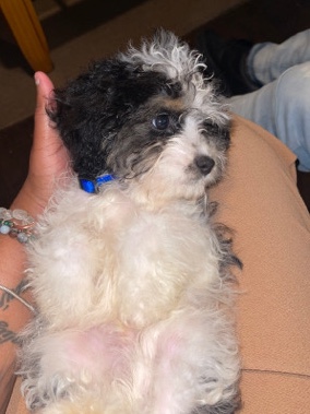 cavapoo