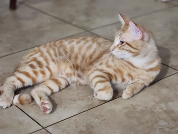 Gato en adopción – muy cariñoso 🐾”o“Cat for adoption – loving & friendly 🐱 – Vero Beach