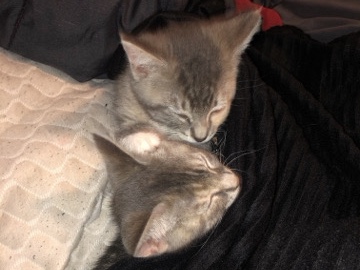 Bonded Pair of Female Cats – 1 Year Old – Ewing