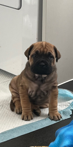Bullmastiff – 8 week old sharpi x bullmastiff